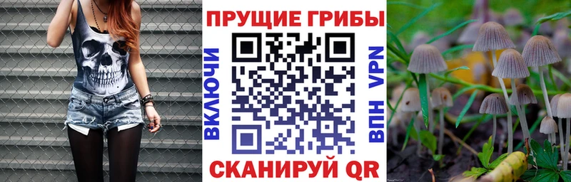 Галлюциногенные грибы Psilocybe хочу наркоту Пересвет